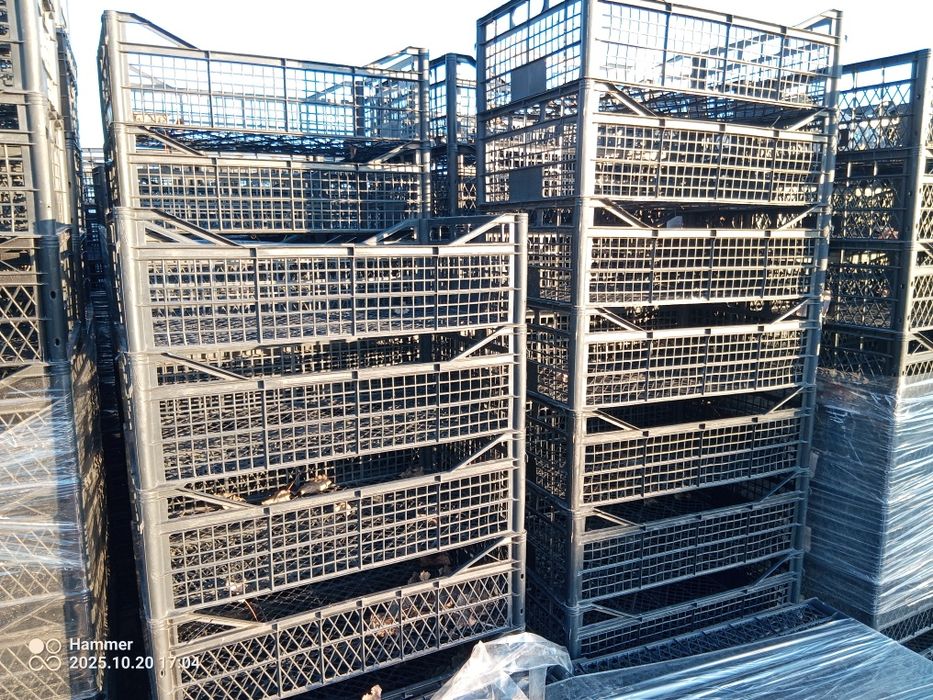 Skrzynki kapusta kalafior 40x60