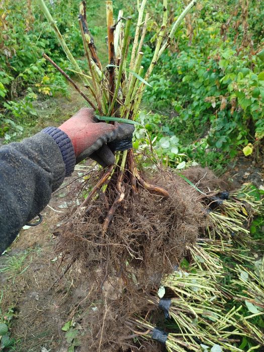 Саджанці малини полана, мапема, енросадіра