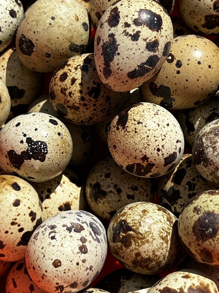 Ovos de codorniz