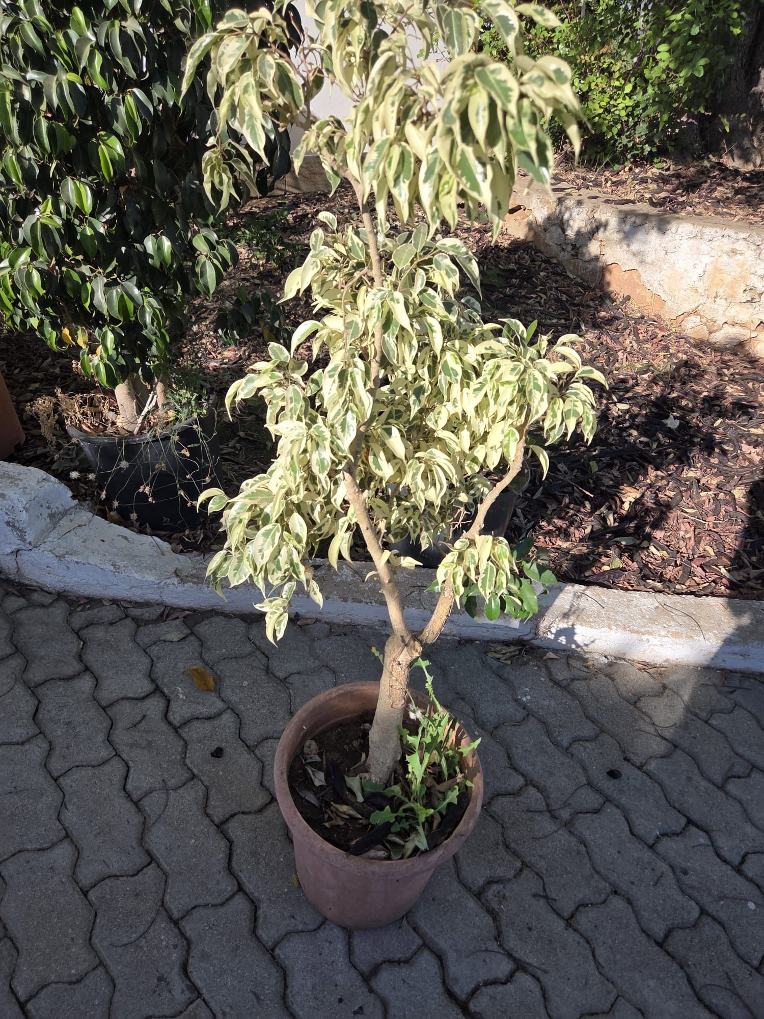 Plantas exóticas e comuns