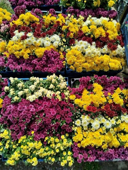 Хризантема мультифлора