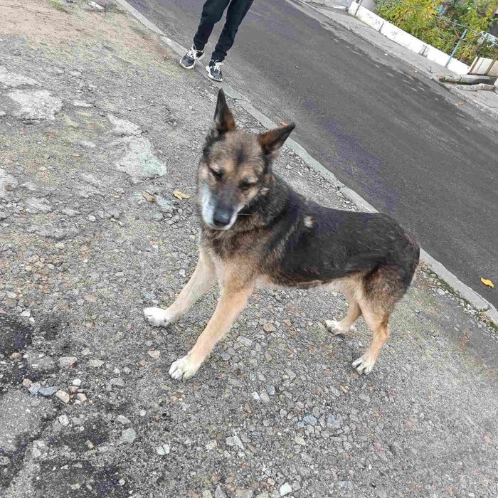 Замечена собака Космос,Пески