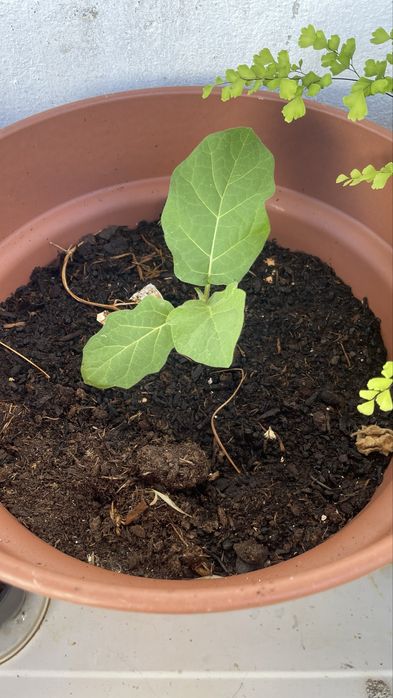 Mudas de Pé de Jurubeba – Planta Medicinal e Ornamental