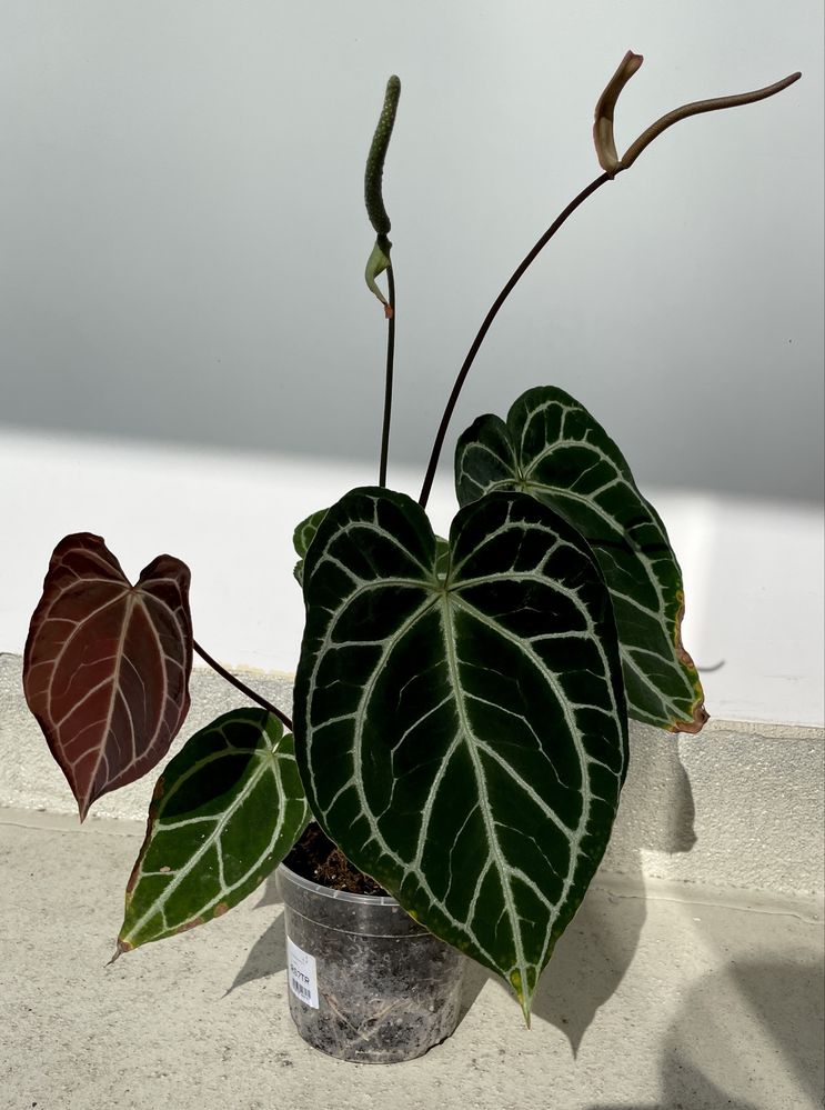 Anthurium (MagnificumxCrystallinumred SF)xCrystallinum Dark Form