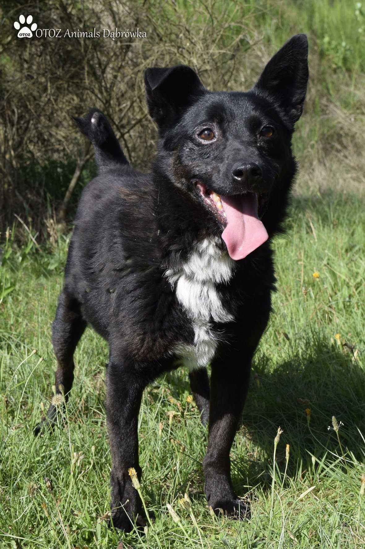 Grandalf już tak długo czeka na dom - OTOZ Animals w Dąbrówce