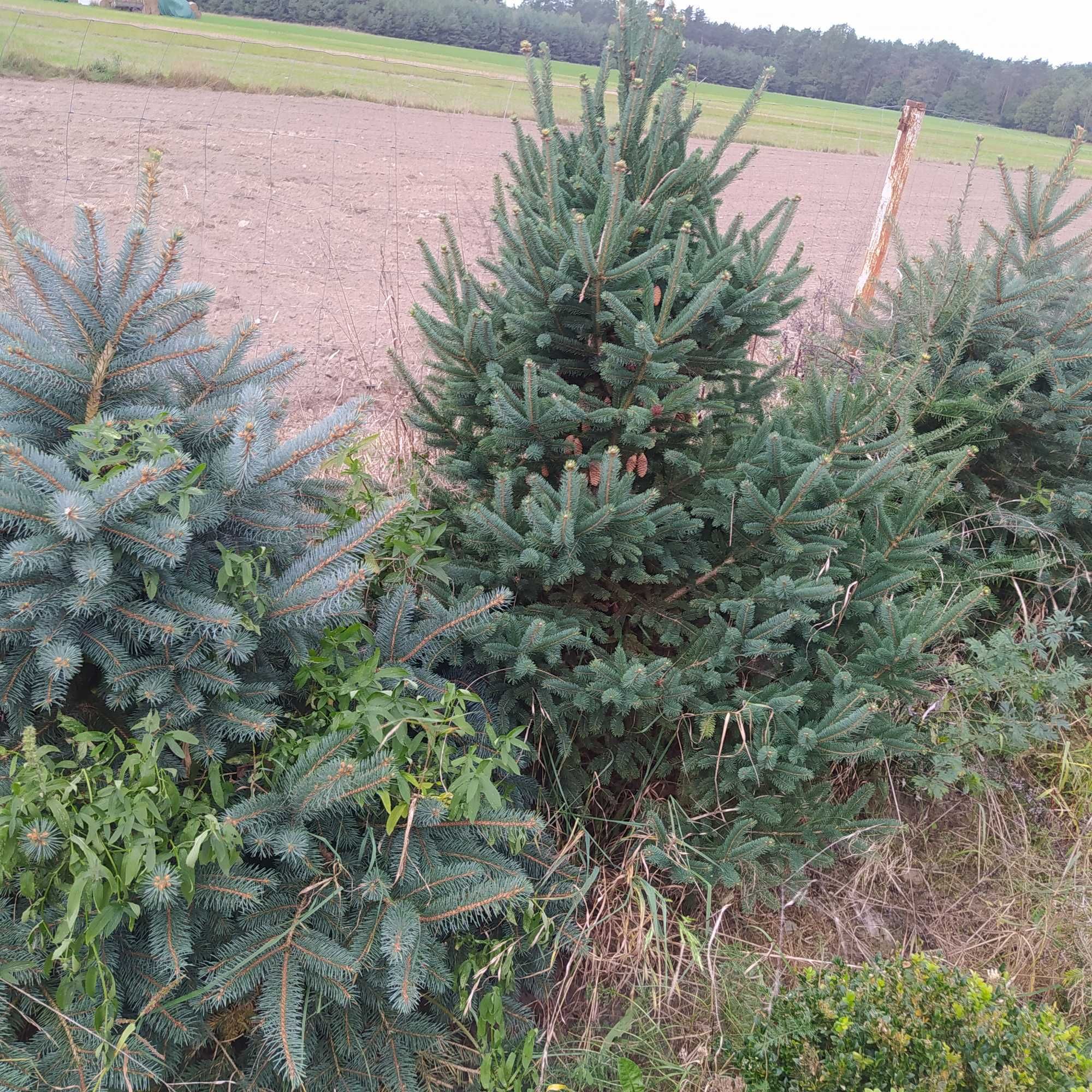 Duże ładne krzewy magnolii Kobus inne kopane okazja