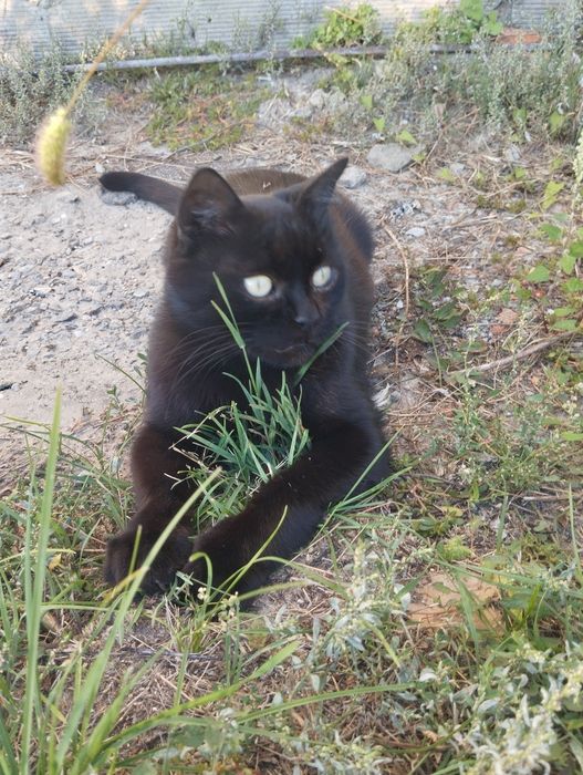 Молодой красавец котик ищет дом и любящие руки!