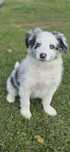 Border Collie Chlopak
