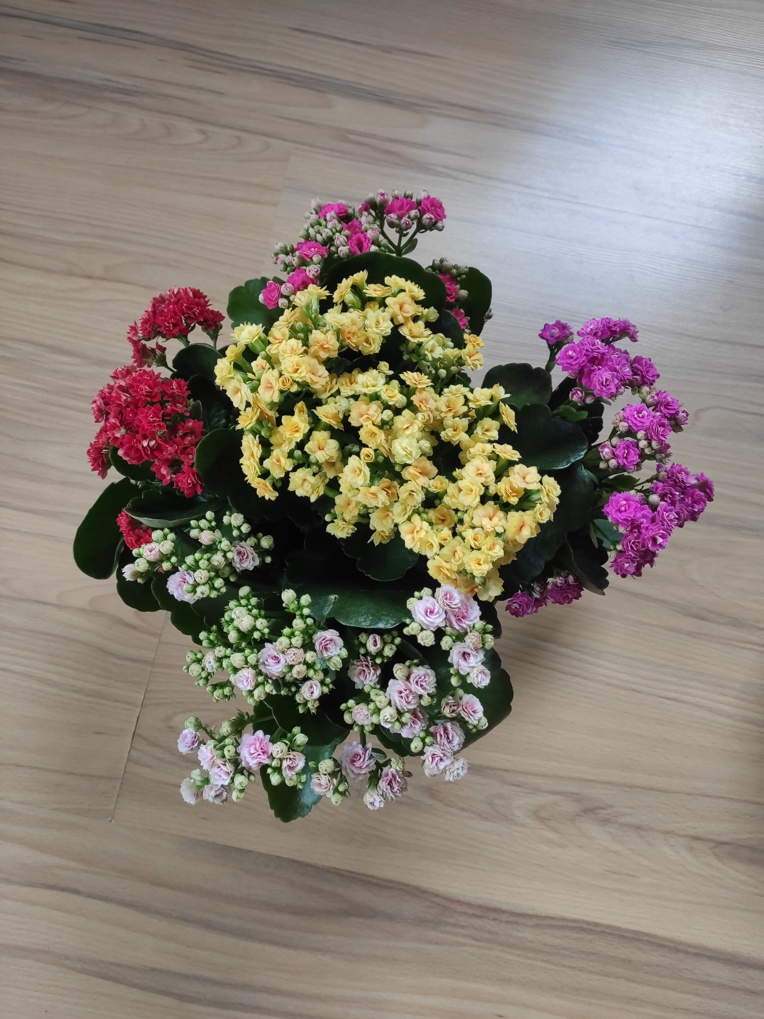 Żyworódka pełna (Kalanchoe cinqolori) don. 23 cm