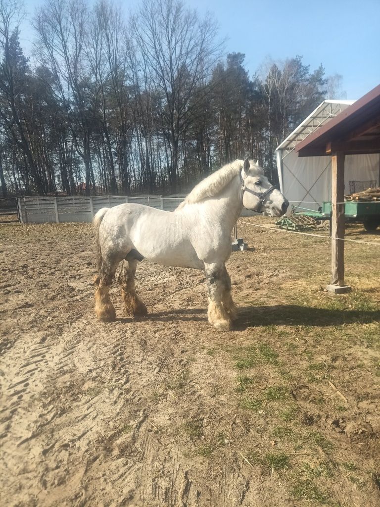 Ogier perszeron 84 punkty