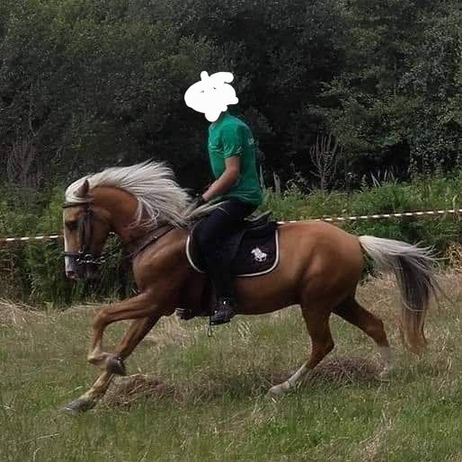 Cavalo castrado para terapias aulasas