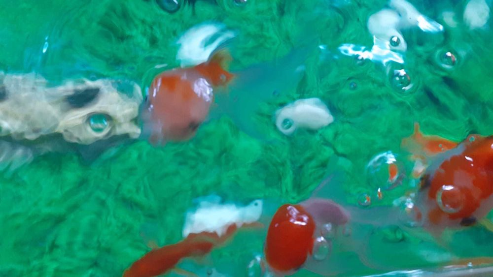 Peixes Quinguios e Cometa