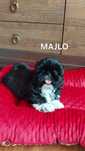Shih Tzu o  wielopokoleniowym rodowodzie