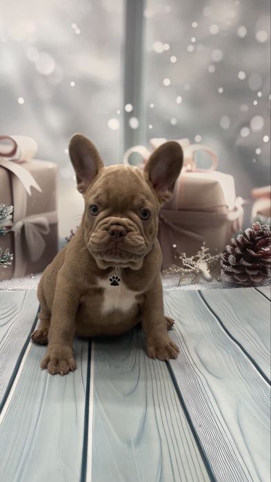 Французкий бульдог щенки.