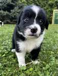 Border Collie Piesek