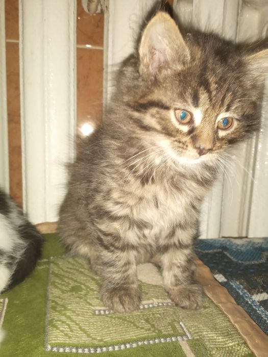 Кошенята в добрі руки