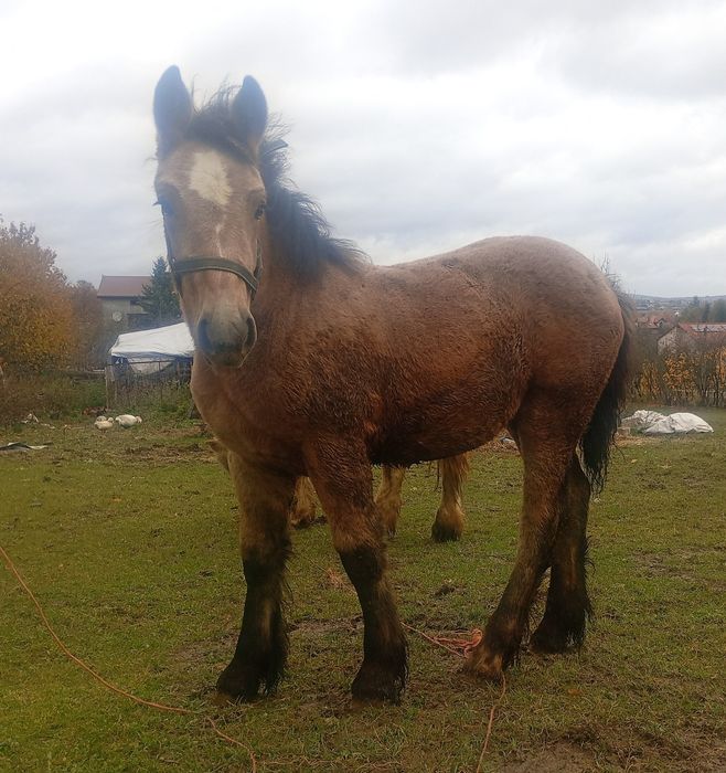 Źrebięta klacze na sprzedaż