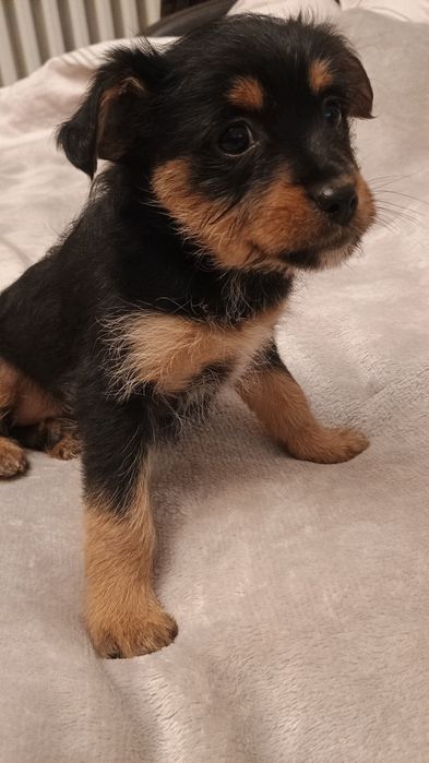 Szczenięta szukają domu