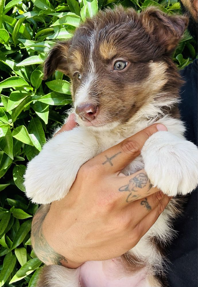 Menina border collie chocolate tricolor