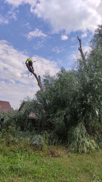 Спил зрізати видалити обрізка обрізати спилить срезать удалить дерево