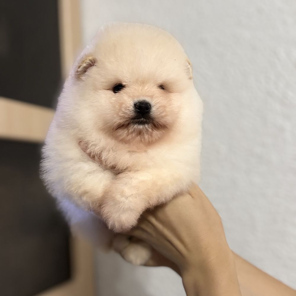 хлопчик шоу класу тип ведмедика