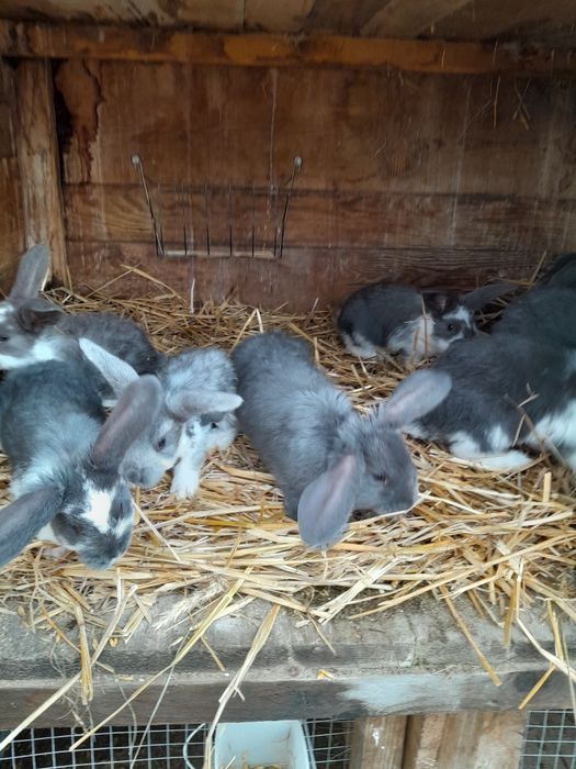 Młode króliki baran francuski niebieski srokacz