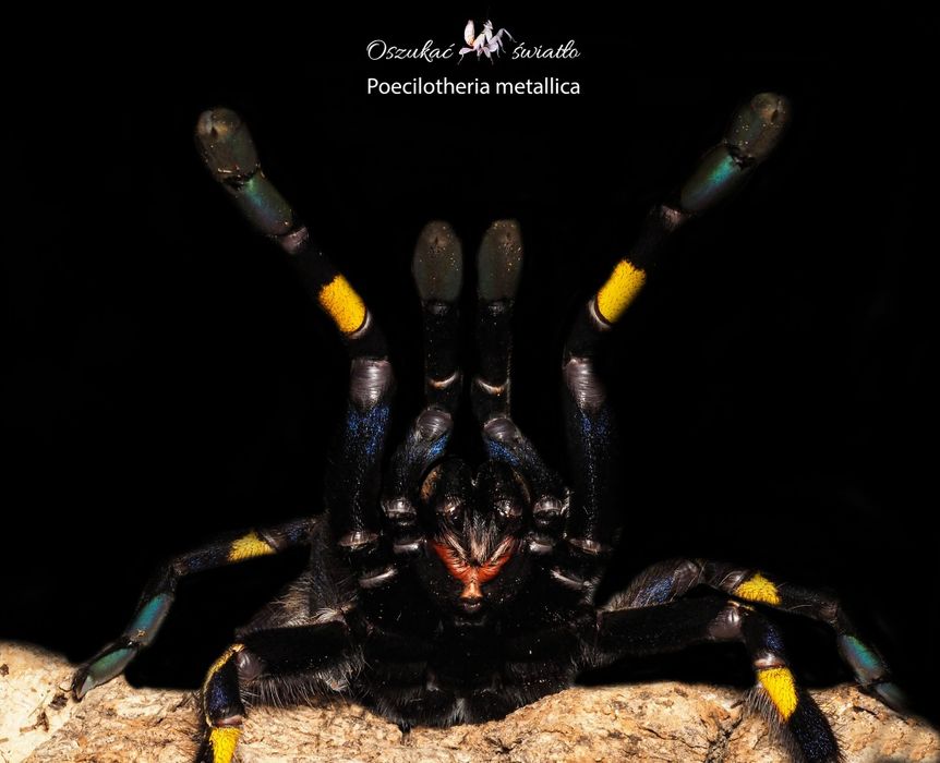 Modliszki, ptaszniki, skakuny ,skorpiony  +gratisy