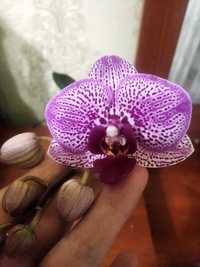 Орхідея фаленопсіс