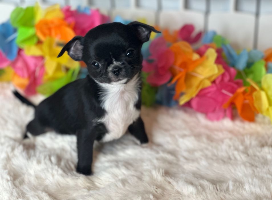 Chihuahua - z rodowodem