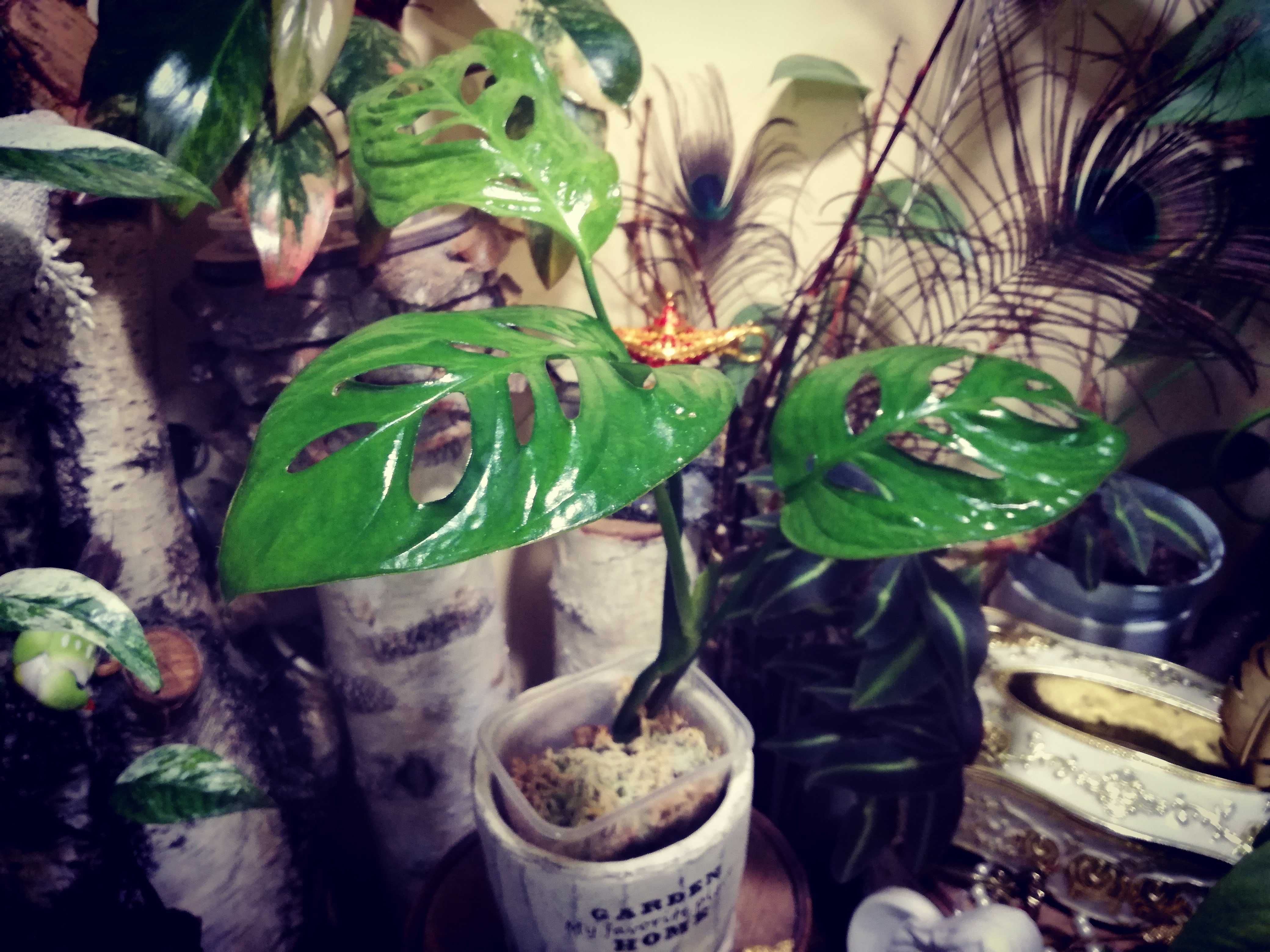 Monstera Esqueleto Epipremnoides REZERWACJA philodendron variegata