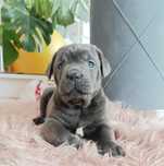 Cane Corso mocny piesek