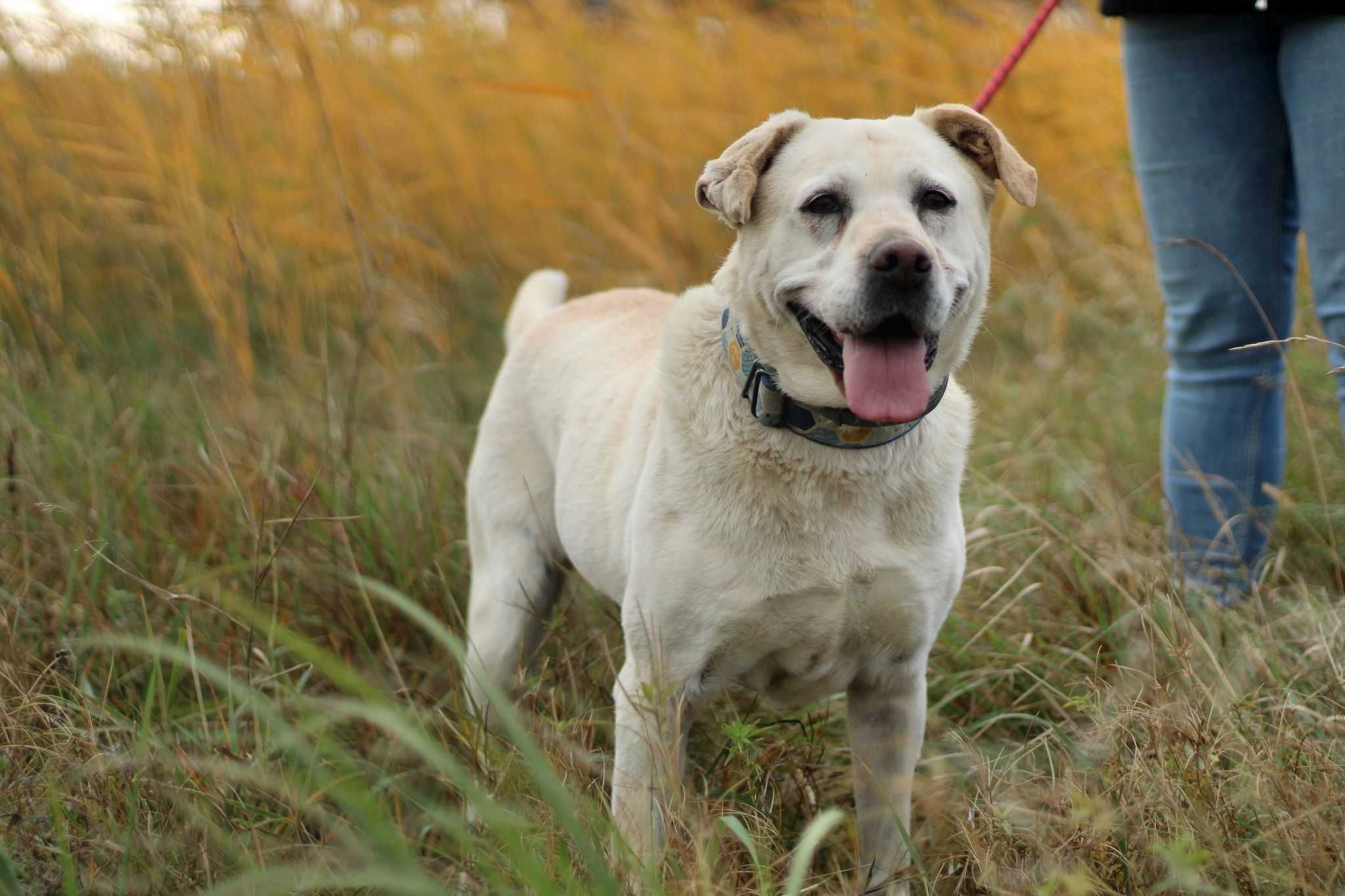 Chałwa pies labrador suczka adopcja schronisko