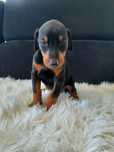 Doberman pies czarny podpalany
