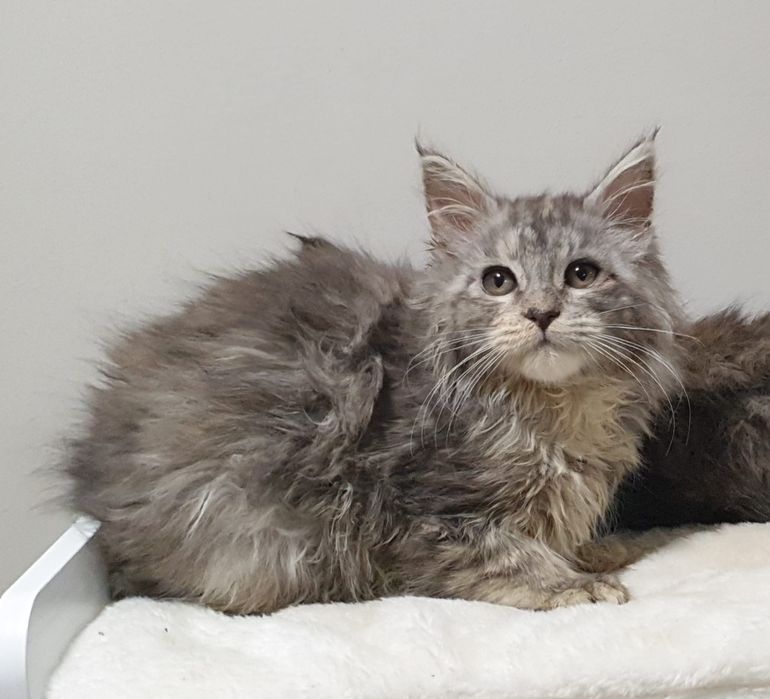 Fêmea  Maine Coon com Lop