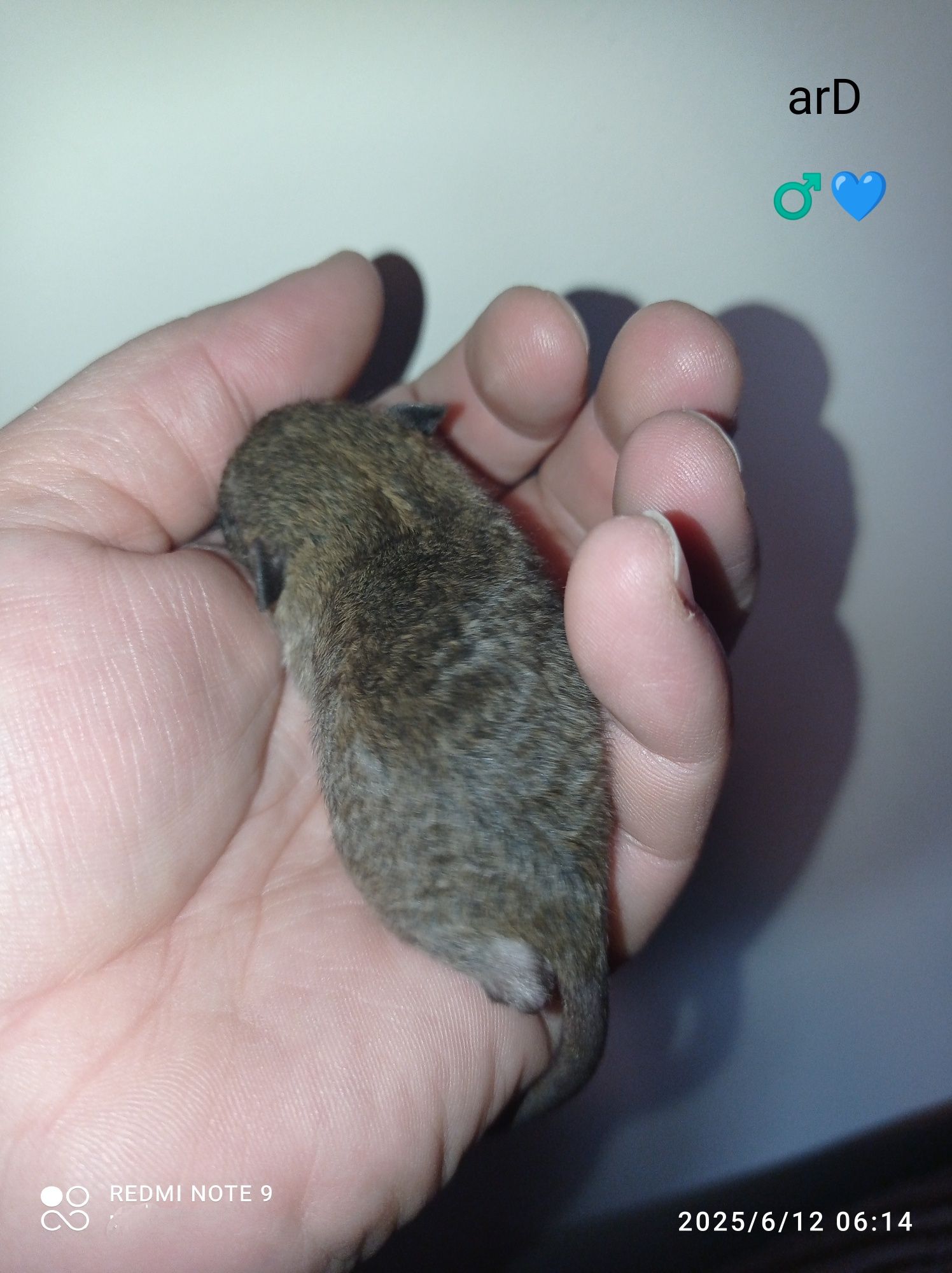 Szczurki DUMBO rex