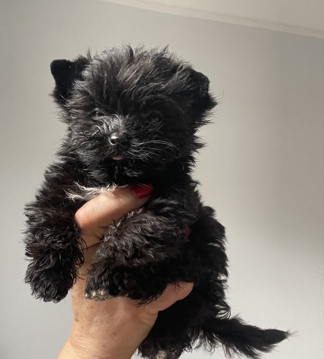 Piesek Yorkshire Terrier czarniutki