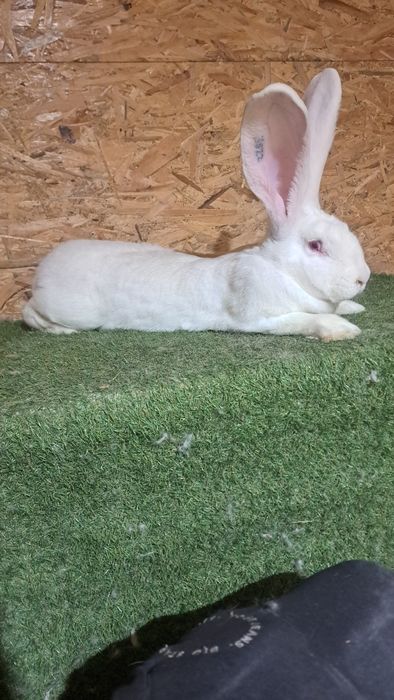 Olbrzym belgijski biały samica BOB