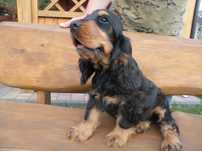 cocker spaniel angielski