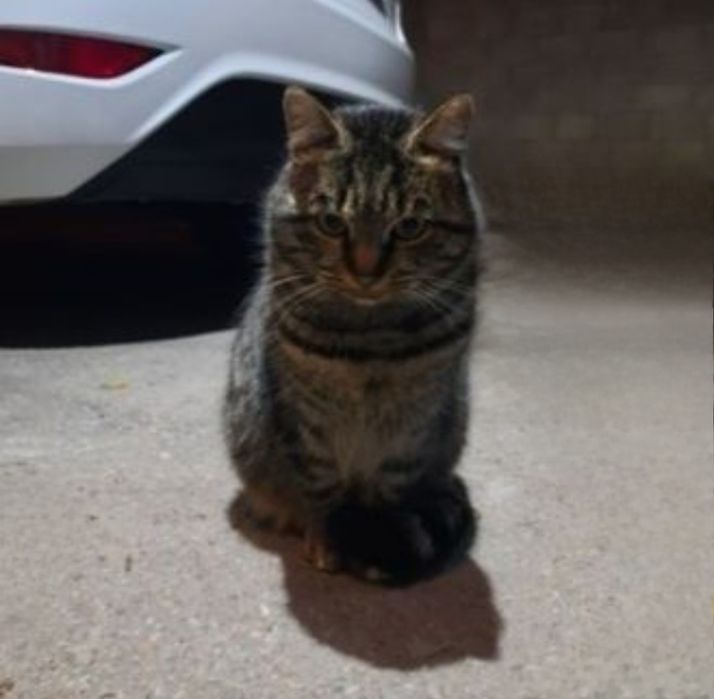 Отдам даром в добрые руки полосатого котика