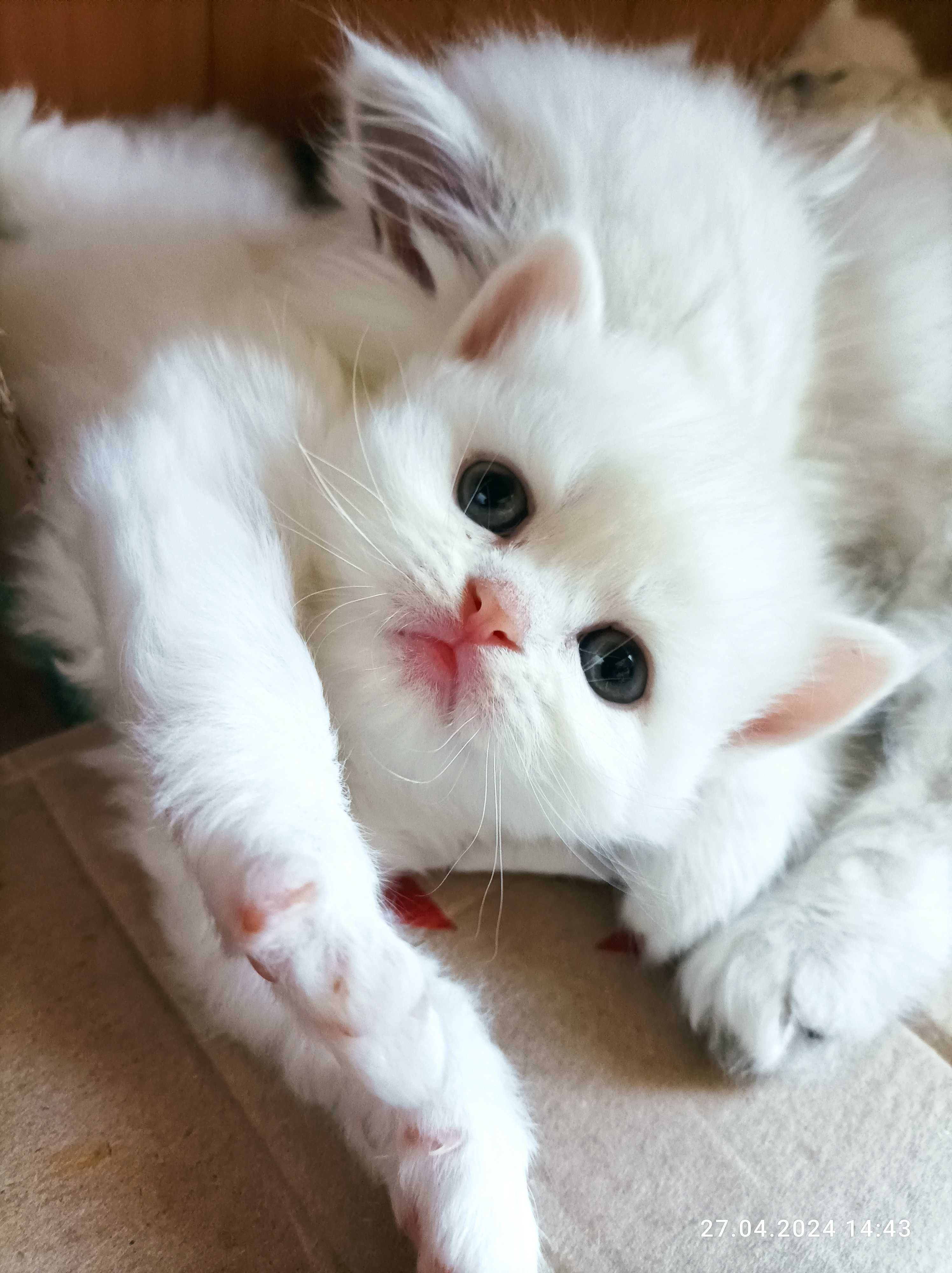 Белый котёнок хайленд страйт длинношёрстный британский