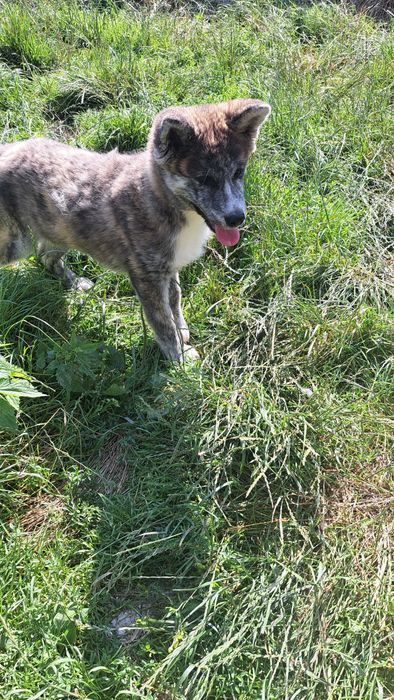 Akita inu sprzedam piesek