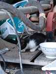 Gata para adoção