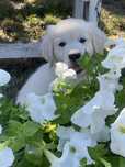 Golden Retriever- zapowiedź miotu- ok. 20 lipca 2025