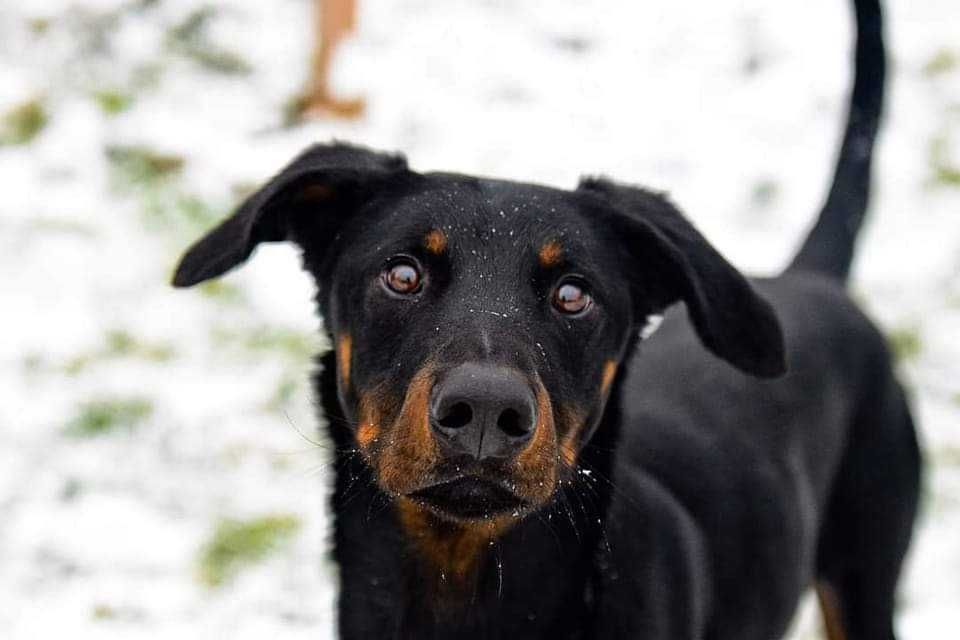 W typie dobermana - energiczny, młody, piękny pies