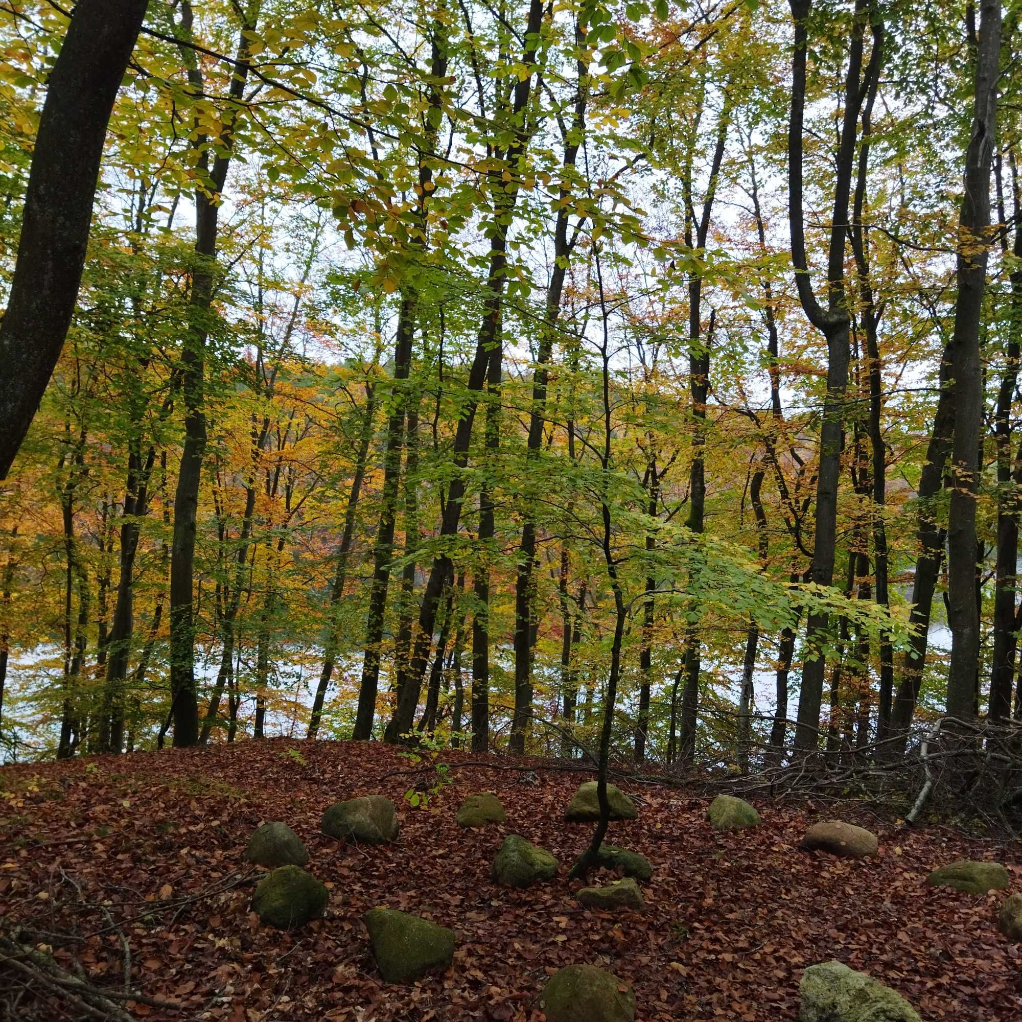 Las bukowy nad Jeziorem Kamieniczno