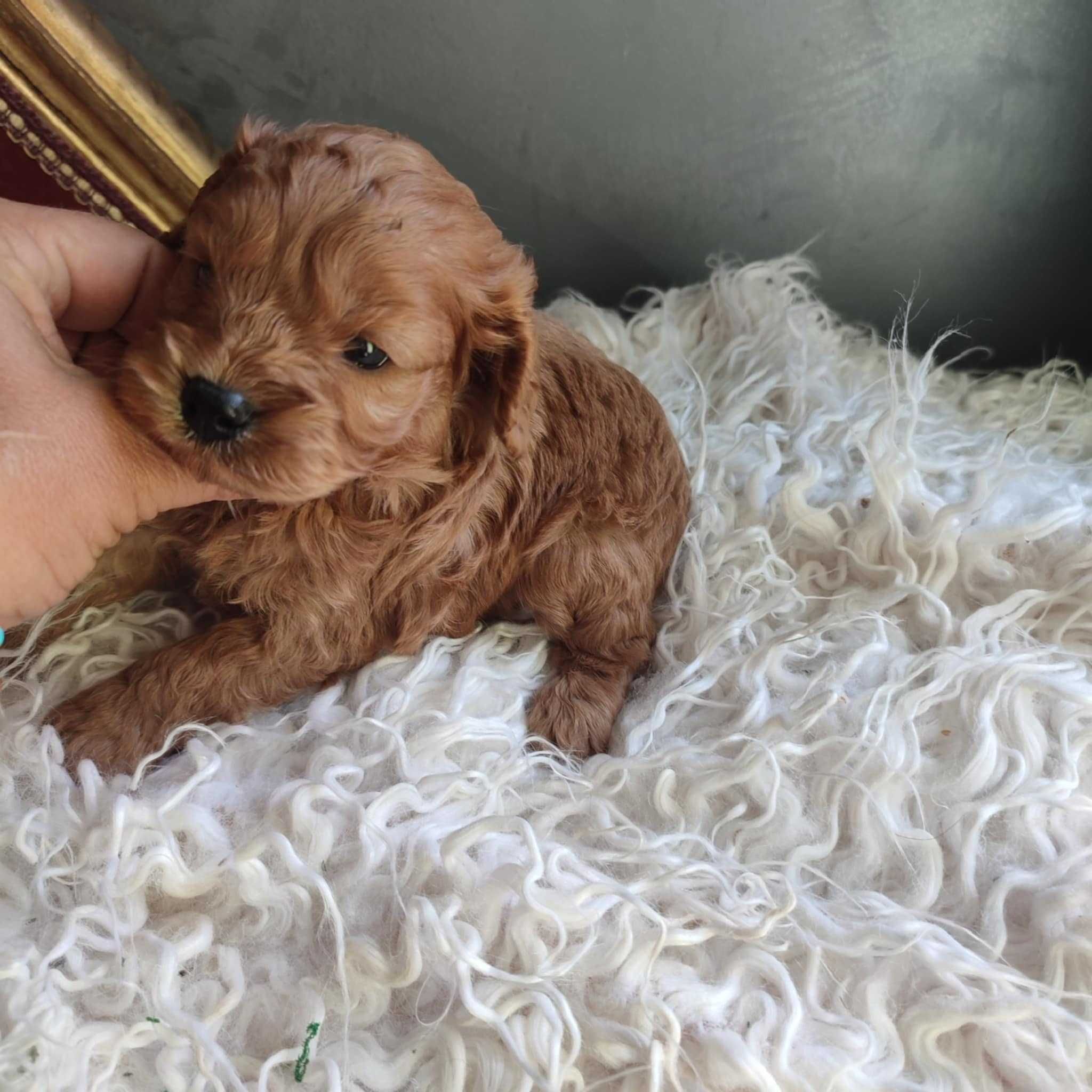 Cavapoo > cavalier & pudel > piesek.