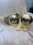 Shih tzu suczki mini do odbioru 3 miesiace