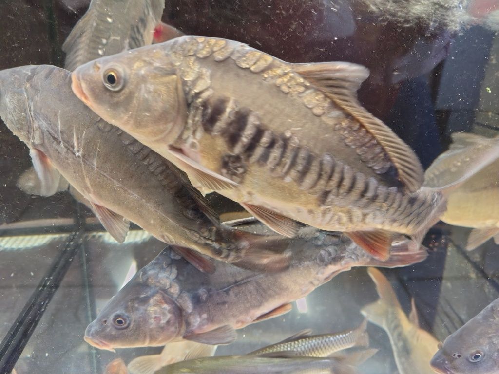 Karp królewski kroczek