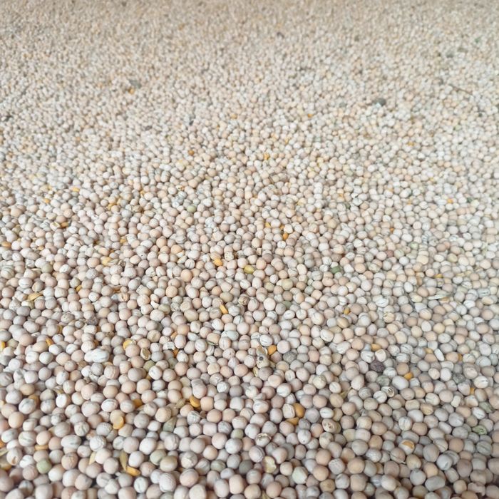 Groch jary tegoroczny