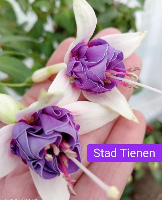 Фуксія вкорінені живці